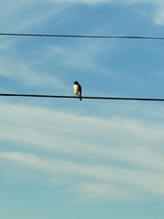 Buteo jamaicensis