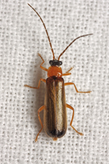 Rhagonycha lutea