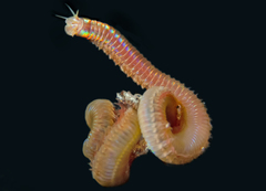 Marphysa