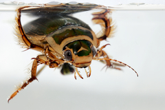 Dytiscus lapponicus
