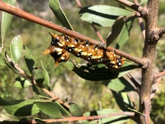 Psalidostetha banksiae