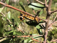 Psalidostetha banksiae