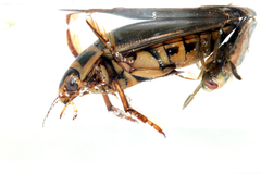 Dytiscus lapponicus