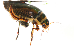Dytiscus lapponicus