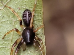 Battalus wallum