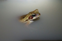 Rhinella crucifer