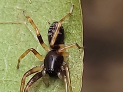 Battalus wallum