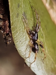 Battalus wallum