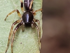 Battalus wallum
