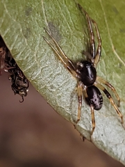 Battalus wallum