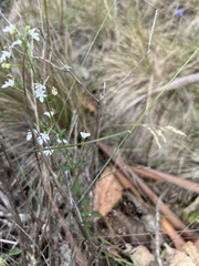 Teucrium corymbosum