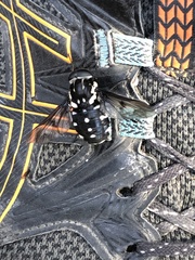 Triclista guttata