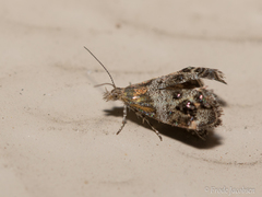 Tebenna gnaphaliella