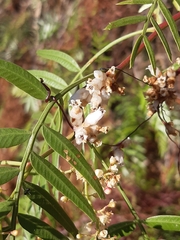 Cuscuta