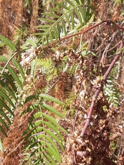Cuscuta