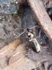 Bembidion lampros