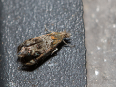 Tebenna gnaphaliella