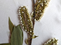 Salix prolixa