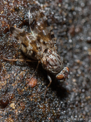 Pseudotephritis approximata
