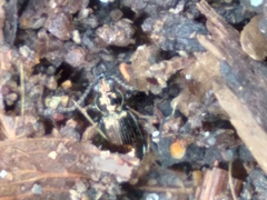 Bembidion lampros