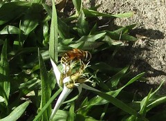 Palpada vinetorum