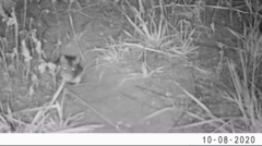 Onychomys leucogaster