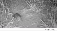 Onychomys leucogaster