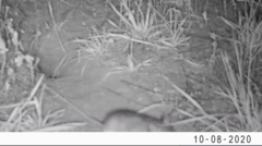 Onychomys leucogaster