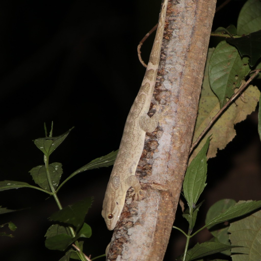 Hispaniolan Giant Gecko