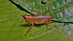 Eschatoceras bipunctatus