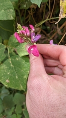 Phaseolus costaricensis