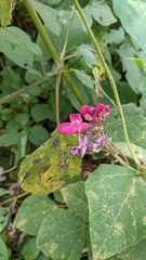 Phaseolus costaricensis