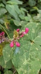 Phaseolus costaricensis