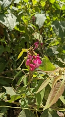 Phaseolus costaricensis