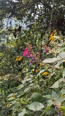 Phaseolus costaricensis