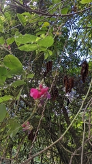 Phaseolus costaricensis