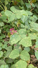 Phaseolus costaricensis