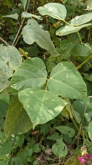 Phaseolus costaricensis