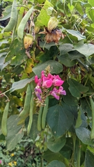 Phaseolus costaricensis