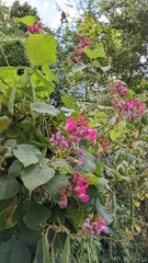 Phaseolus costaricensis