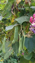 Phaseolus costaricensis