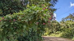 Phaseolus costaricensis