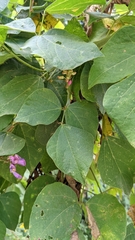 Phaseolus costaricensis