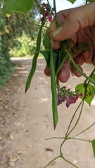 Phaseolus costaricensis
