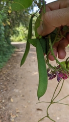 Phaseolus costaricensis