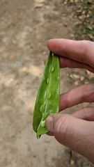 Phaseolus costaricensis