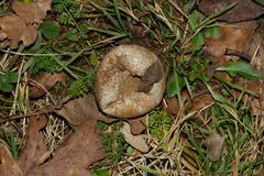Lycoperdina