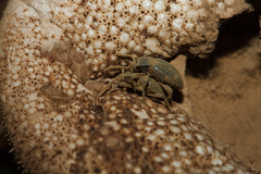 Lycoperdina
