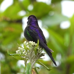 Ramphomicron microrhynchum