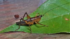 Eschatoceras bipunctatus